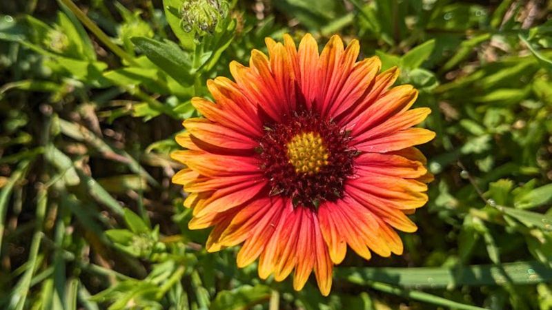 Blanket Flower