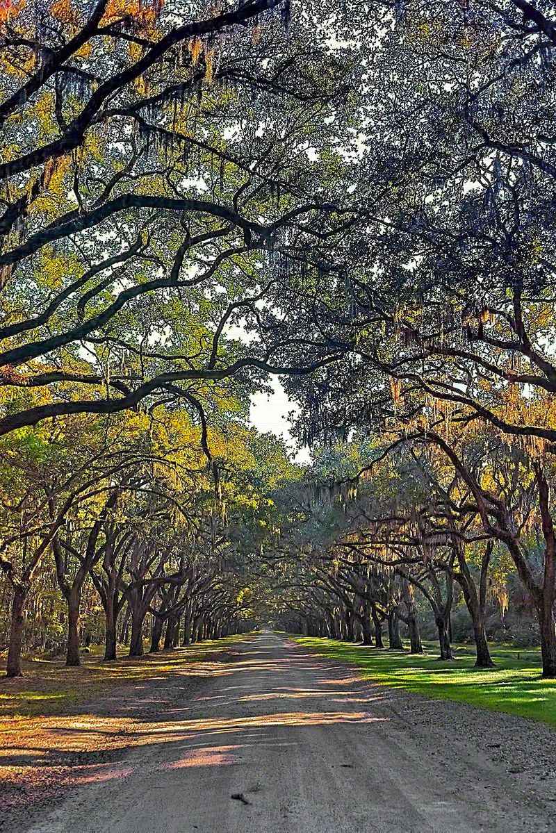 Hidden Gems In Georgia You Didn't Know About - Decor Hint Savannah's Wormsloe Historic Site