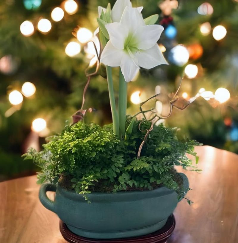 Tennessee's New Holiday Décor Trend Combines Christmas Cactus And Amaryllis For A Beautiful Indoor Look - Decor Hint Adaptable Styling For Any Home Décor