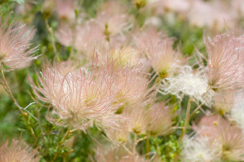 16 New Mexico Flowers That Thrive In The Desert Sun And Make Any Yard Look Luxurious - Decor Hint Apache Plume