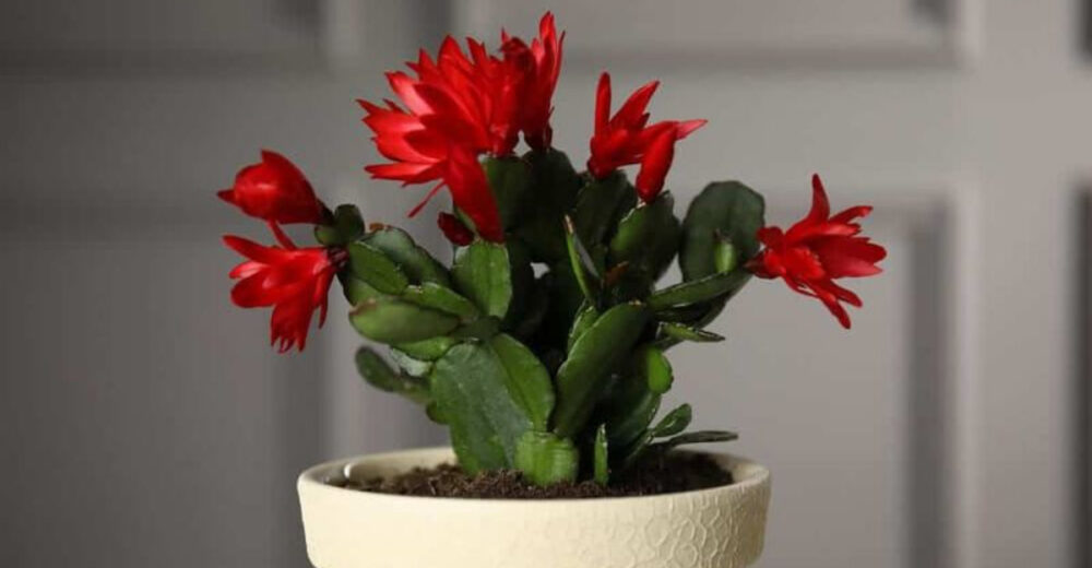 California Holiday Homes Go Green Why The Christmas Cactus Is Everyones Must Have - Decor Hint