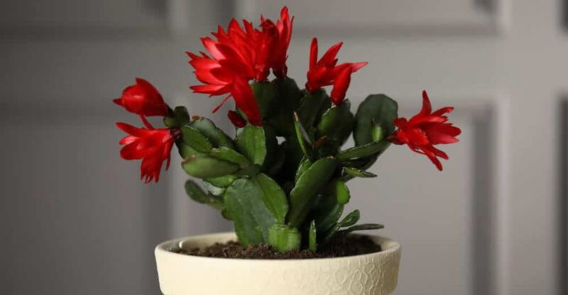 California Holiday Homes Go Green: Why The Christmas Cactus Is Everyone’s Must-Have