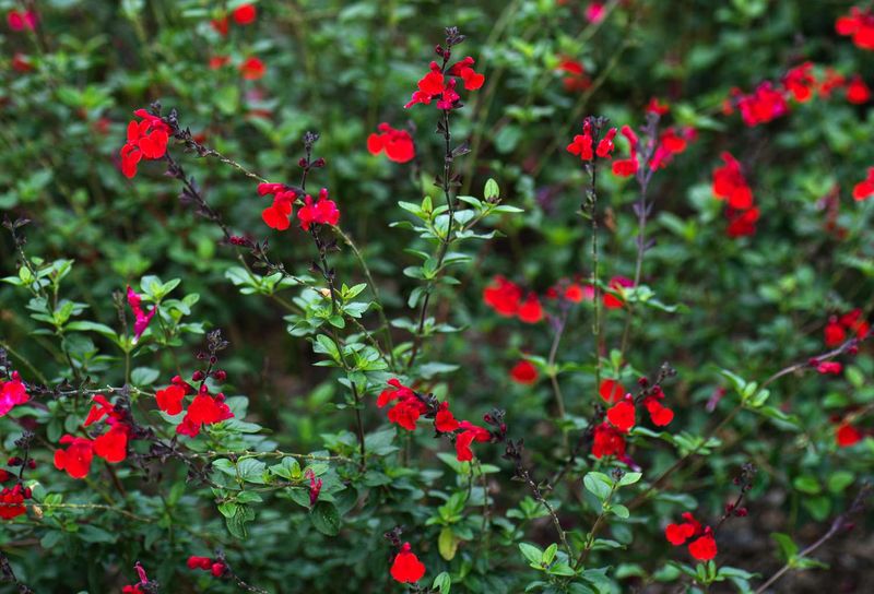Hardy Arizona Flowers That Keep Blossoming When Temps Drop - Decor Hint Autumn Sage