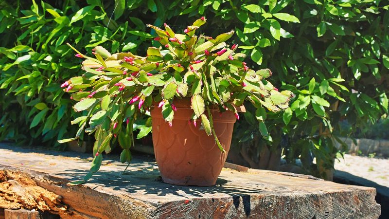 Gift-Worthy And Gorgeous: Why The Christmas Cactus Is Trending In Georgia Homes - Decor Hint Flexible Enough For Indoor And Outdoor Spaces