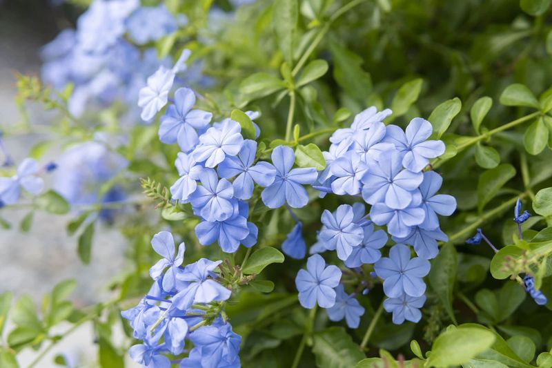 14 Texas Flowers That Survive The Heat And Make Any Yard Look Pricier - Decor Hint Plumbago
