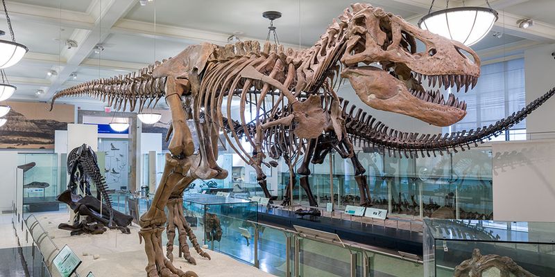American Museum of Natural History