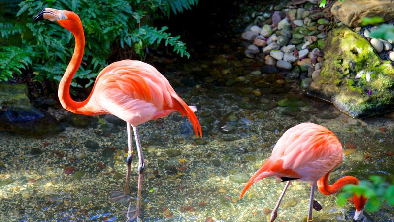 Visit the Key West Butterfly & Nature Conservatory