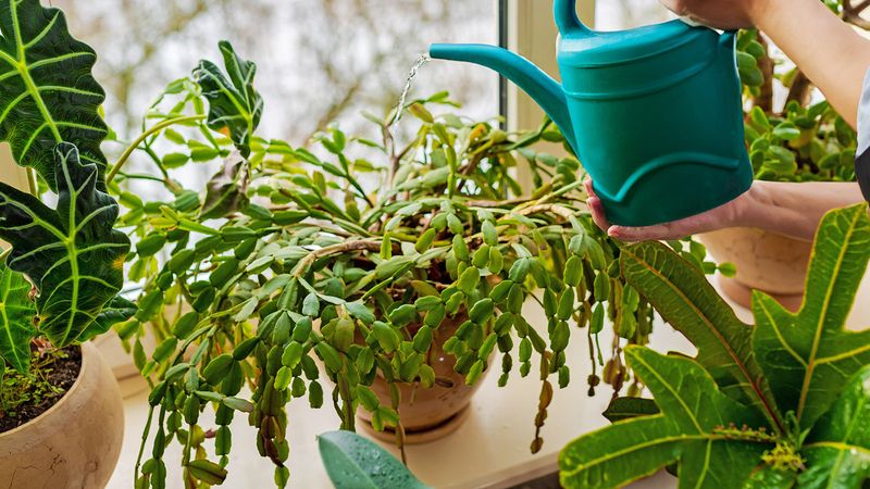 Easy Christmas Cactus Tips That Guarantee Blooms Before Holiday Guests Arrive - Decor Hint Avoid Overwatering to Keep Roots Healthy