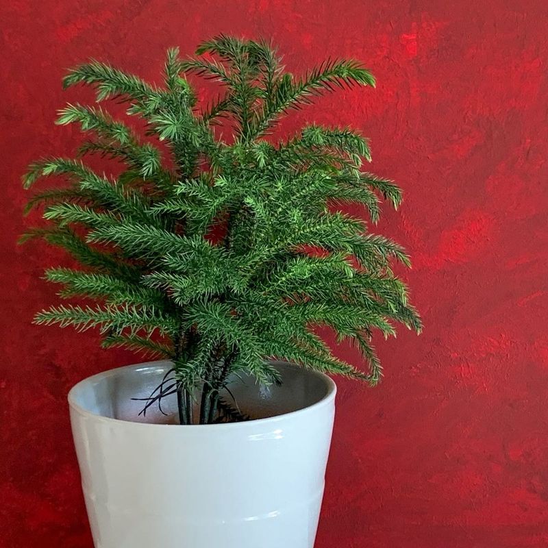 Easy Care Requirements