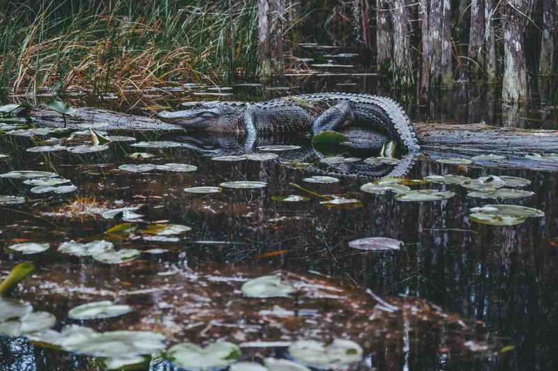Hidden Gems In Georgia You Didn't Know About - Decor Hint Okefenokee Swamp