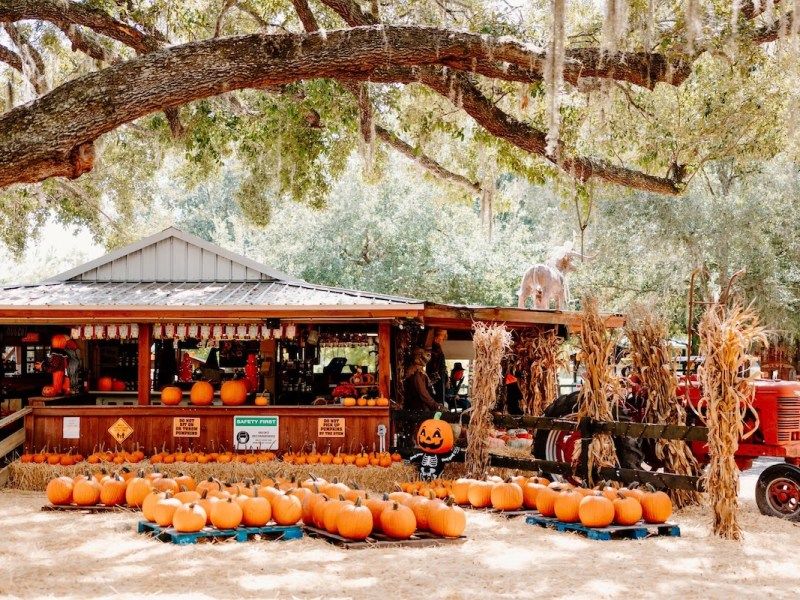 Orlando's 50 Festive Holiday Events You Can Attend For Free - Decor Hint Mills 50 Holiday Festival