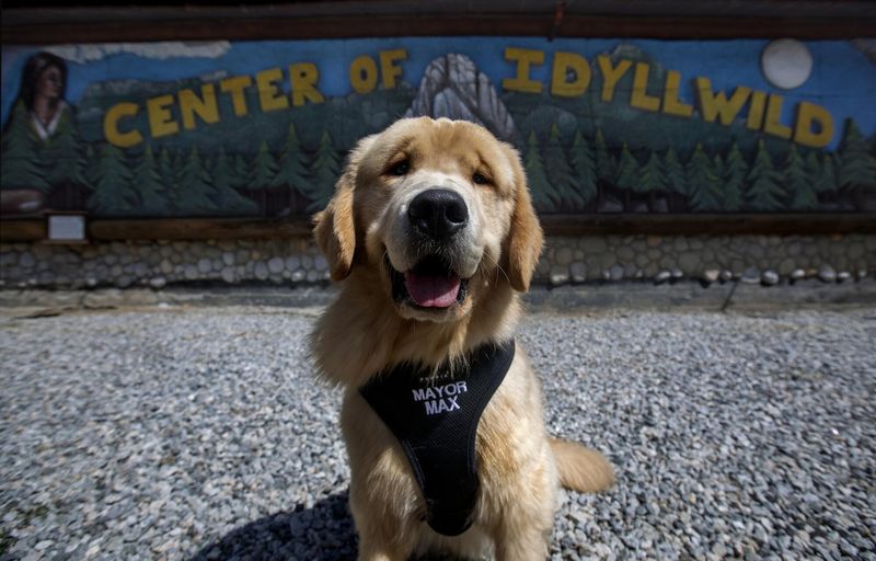The California Mountain Town Where Retirement Dreams Come True - Decor Hint Dog Mayor Tradition