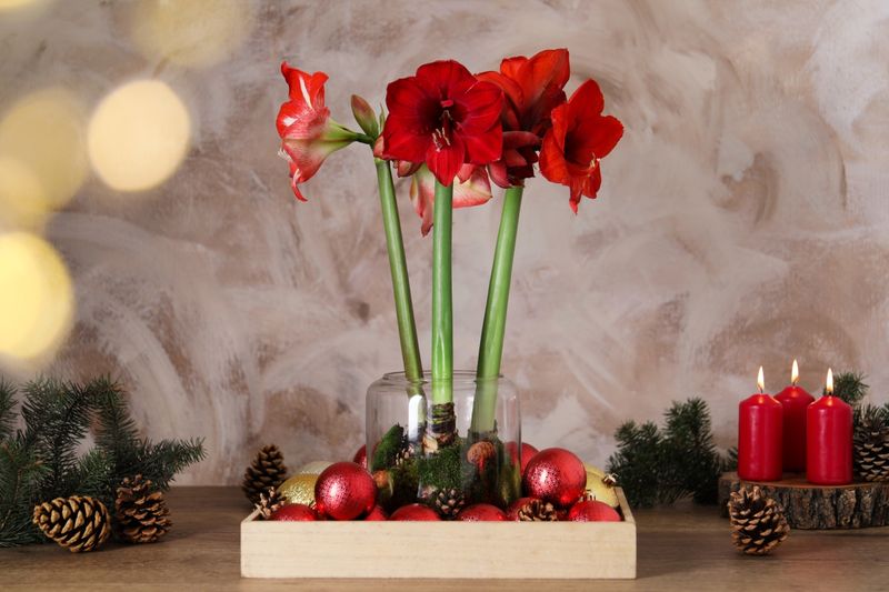 Tennessee's New Holiday Décor Trend Combines Christmas Cactus And Amaryllis For A Beautiful Indoor Look - Decor Hint Low Maintenance Plants Save You Time