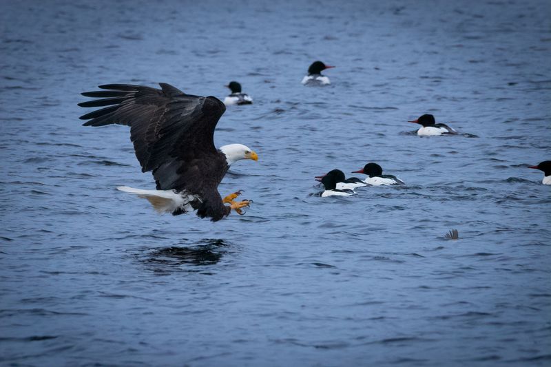 Abundant Wildlife Viewing From Your Boat