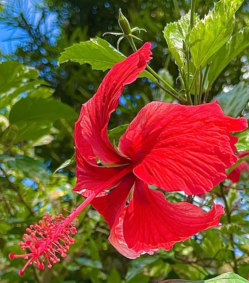 Hibiscus