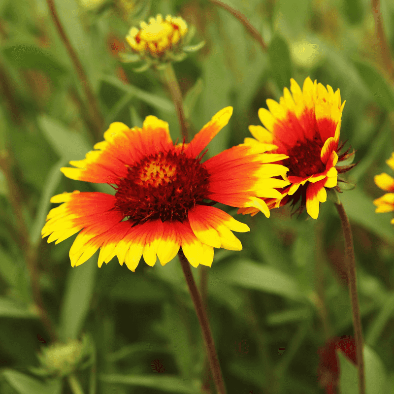 14 Texas Flowers That Survive The Heat And Make Any Yard Look Pricier - Decor Hint Gaillardia