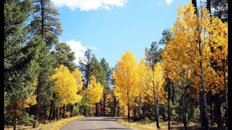 Must-See Arizona Drives To Make Your Thanksgiving Weekend Unforgettable - Decor Hint Mogollon Rim Road (Forest Road 300)