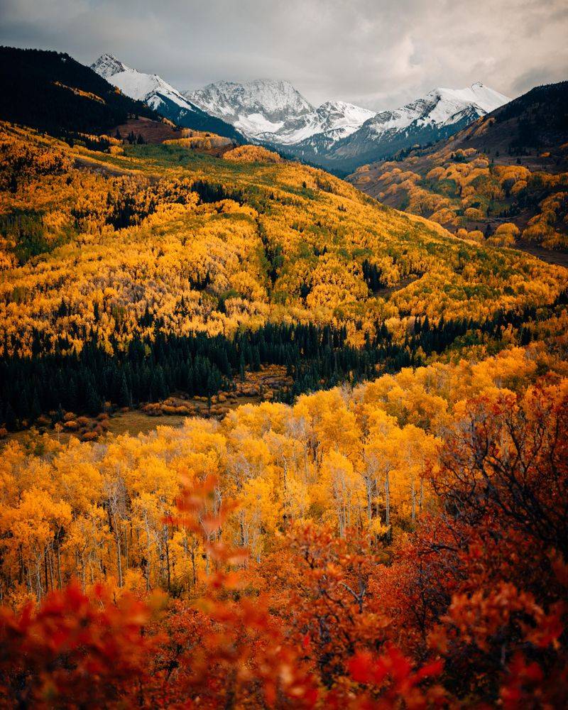 Aspen Fall Foliage