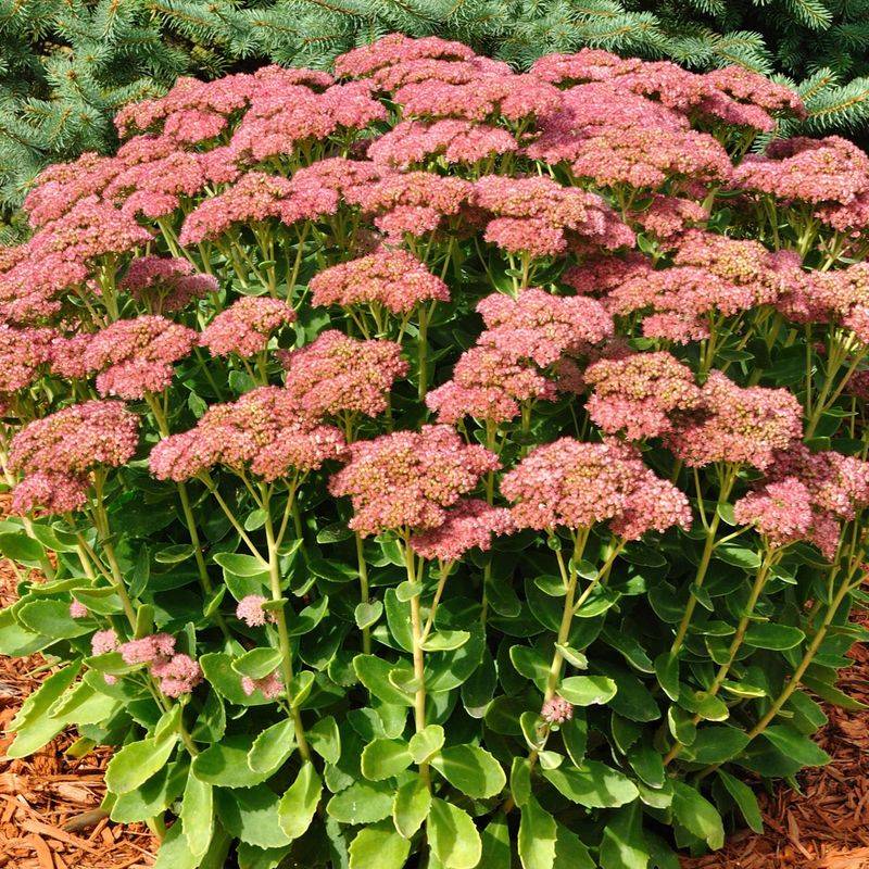 Sedum Autumn Joy