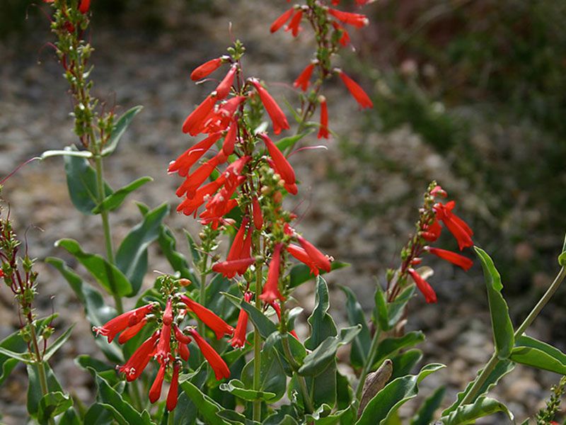 Hardy Arizona Flowers That Keep Blossoming When Temps Drop - Decor Hint Penstemon