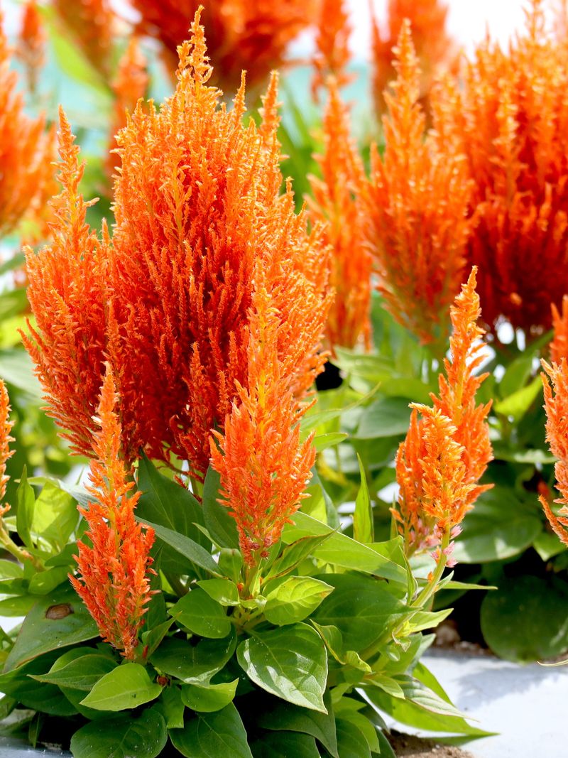 14 Texas Flowers That Survive The Heat And Make Any Yard Look Pricier - Decor Hint Celosia