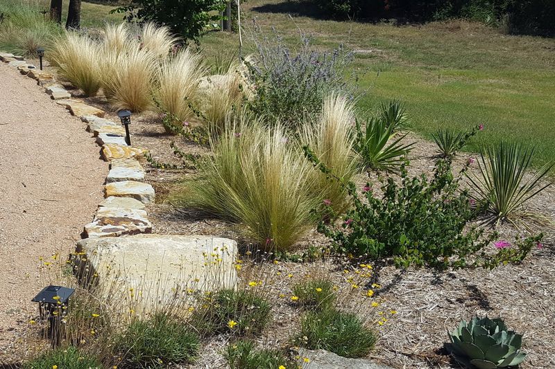 16 New Mexico Flowers That Thrive In The Desert Sun And Make Any Yard Look Luxurious - Decor Hint Mexican Feather Grass