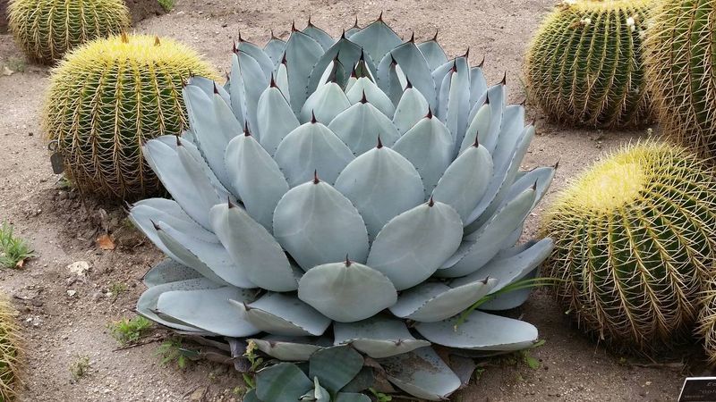 16 New Mexico Flowers That Thrive In The Desert Sun And Make Any Yard Look Luxurious - Decor Hint Artichoke Agave