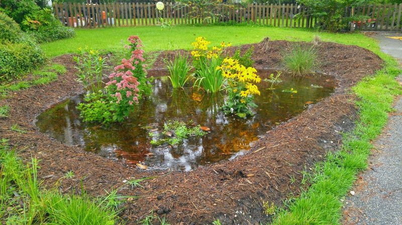 Install A Rain Garden Buffer