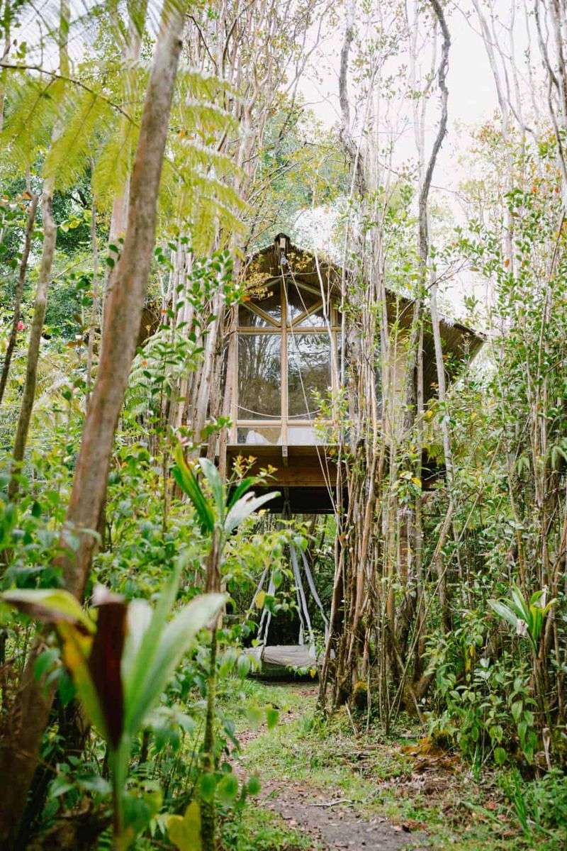 Bamboo Treehouse Above The Jungle Canopy