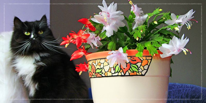 Safe For Furry Friends