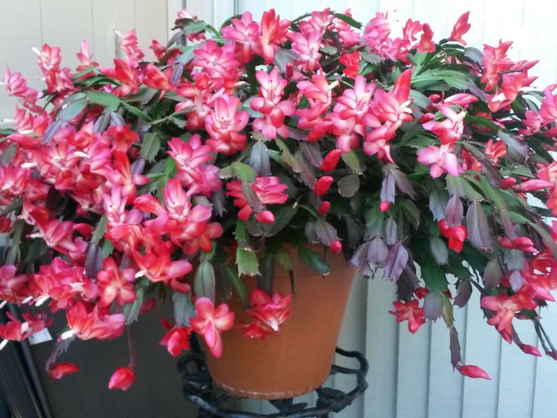 Easy Christmas Cactus Tips That Guarantee Blooms Before Holiday Guests Arrive - Decor Hint Give Your Plant Extended Darkness Every Night