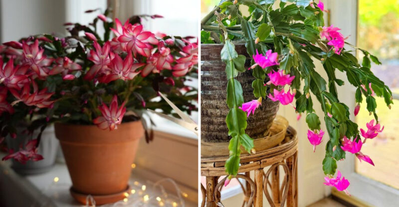 Easy Christmas Cactus Tips That Guarantee Blooms Before Holiday Guests Arrive