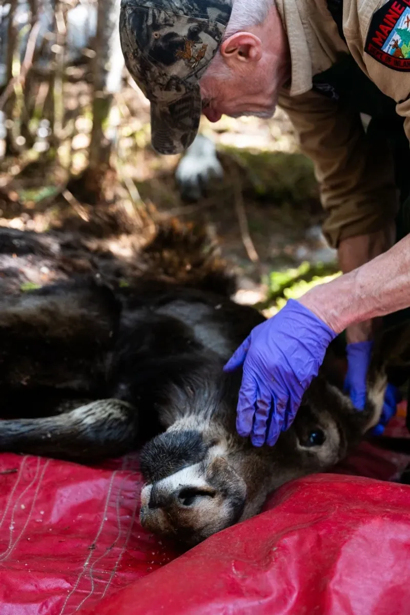 The Future Looks Bright For Appalachian Elk