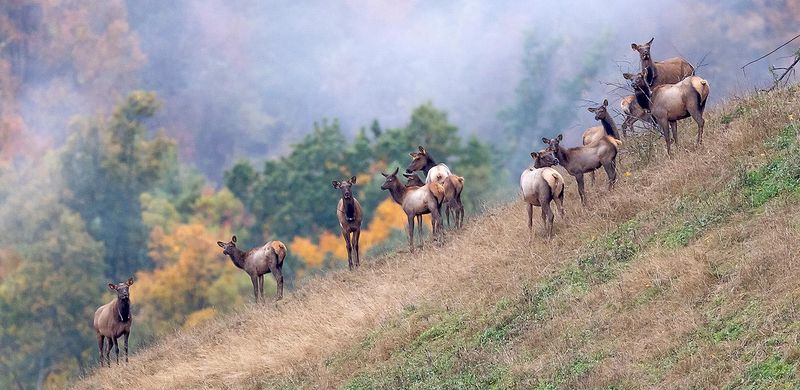 Elk Tourism Brings Money To Communities