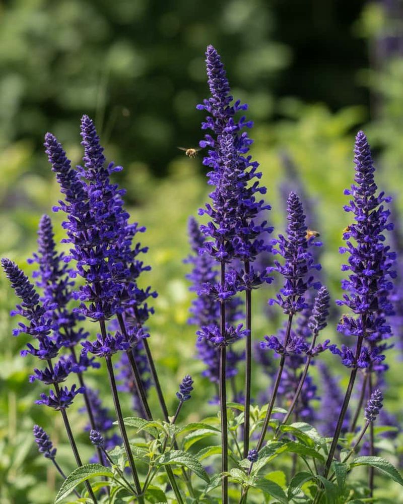 14 Texas Flowers That Survive The Heat And Make Any Yard Look Pricier - Decor Hint Salvia