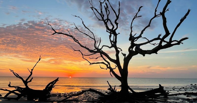Hidden Gems In Georgia You Didn't Know About - Decor Hint Driftwood Beach on Jekyll Island