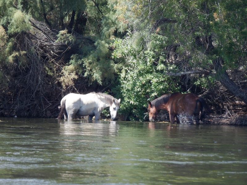 Go Tubing on the Salt River