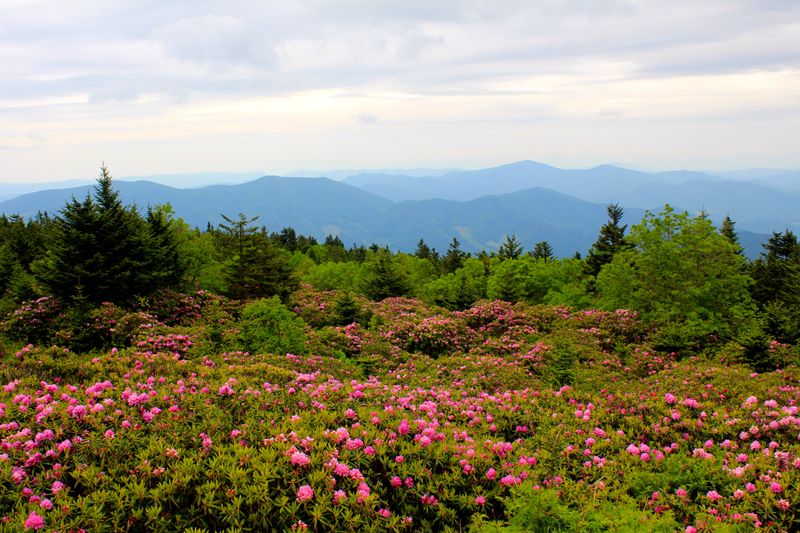 16 Tennessee Spots Travelers Love For Their Peace And Quiet - Decor Hint Roan Mountain