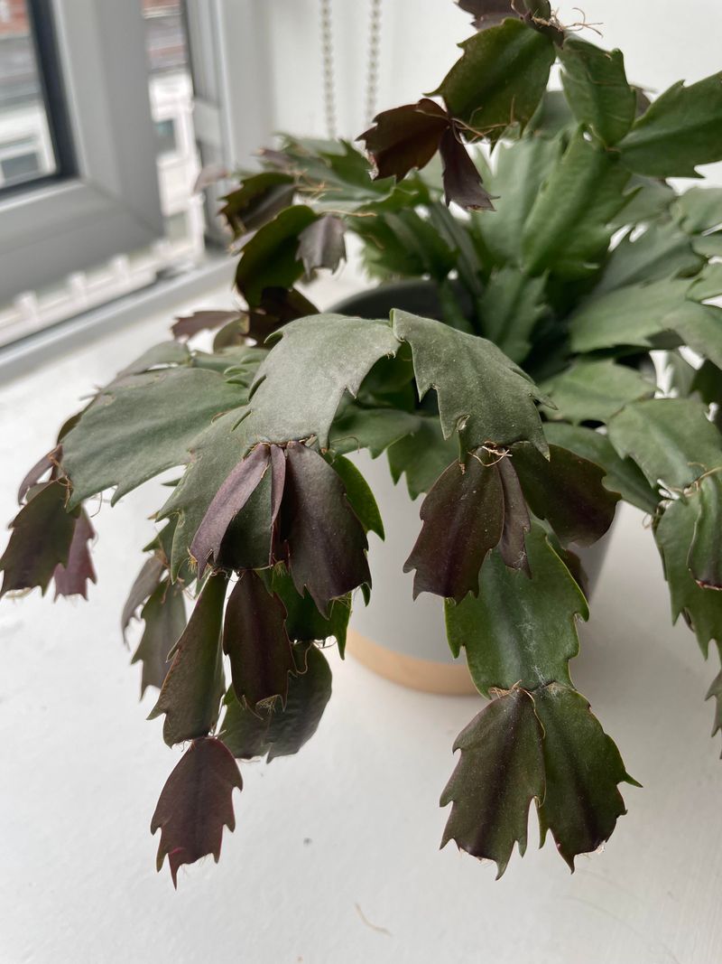 Darkness Signals Bloom Time Arrival