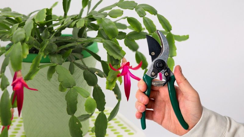Pruning Creates Fuller Plants