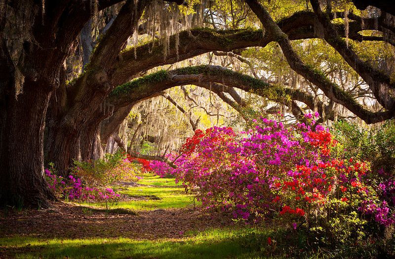 26 Reasons Charleston Might Be The South's Most Captivating City - Decor Hint Magnolia Plantation's Breathtaking Gardens