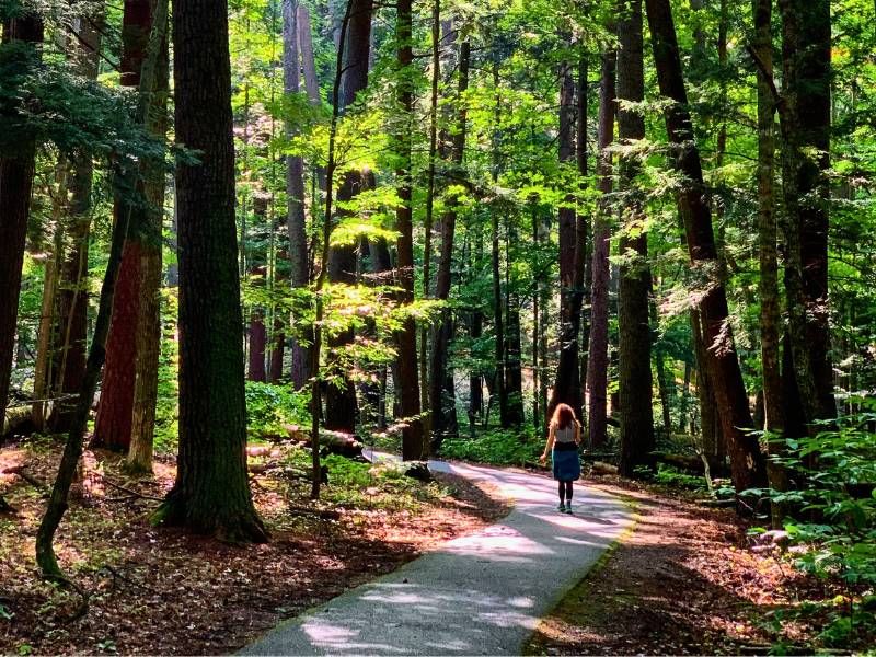Hartwick Pines State Park