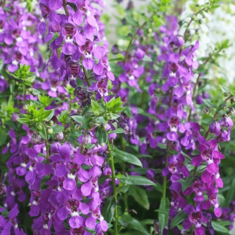 14 Texas Flowers That Survive The Heat And Make Any Yard Look Pricier - Decor Hint Angelonia