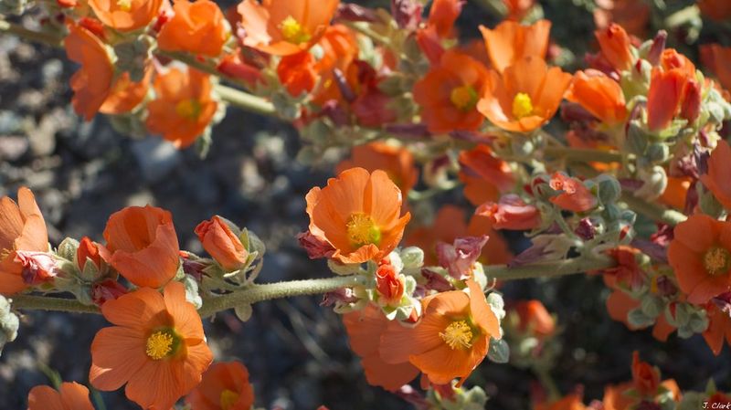 16 New Mexico Flowers That Thrive In The Desert Sun And Make Any Yard Look Luxurious - Decor Hint Globe Mallow