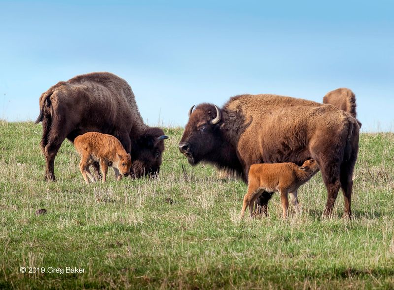 National Parks In Illinois That Locals Prefer To Keep Quiet - Decor Hint Nachusa Grasslands