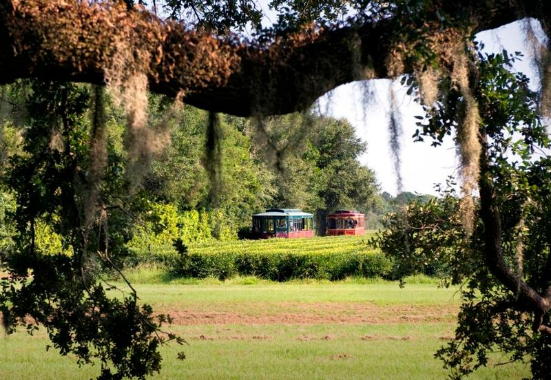 26 Reasons Charleston Might Be The South's Most Captivating City - Decor Hint Charleston Tea Plantation's American-Grown Tea