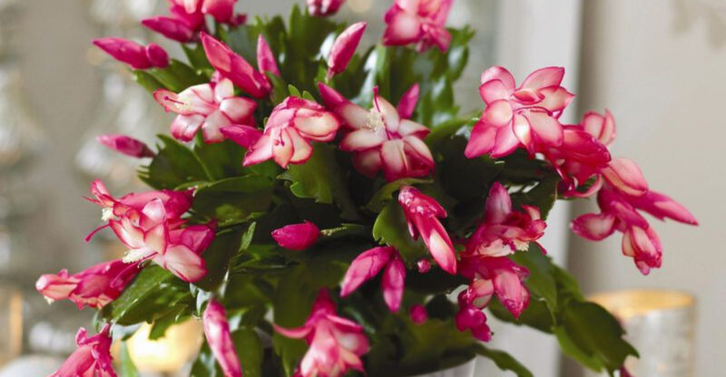 Gift-Worthy And Gorgeous: Why The Christmas Cactus Is Trending In Georgia Homes