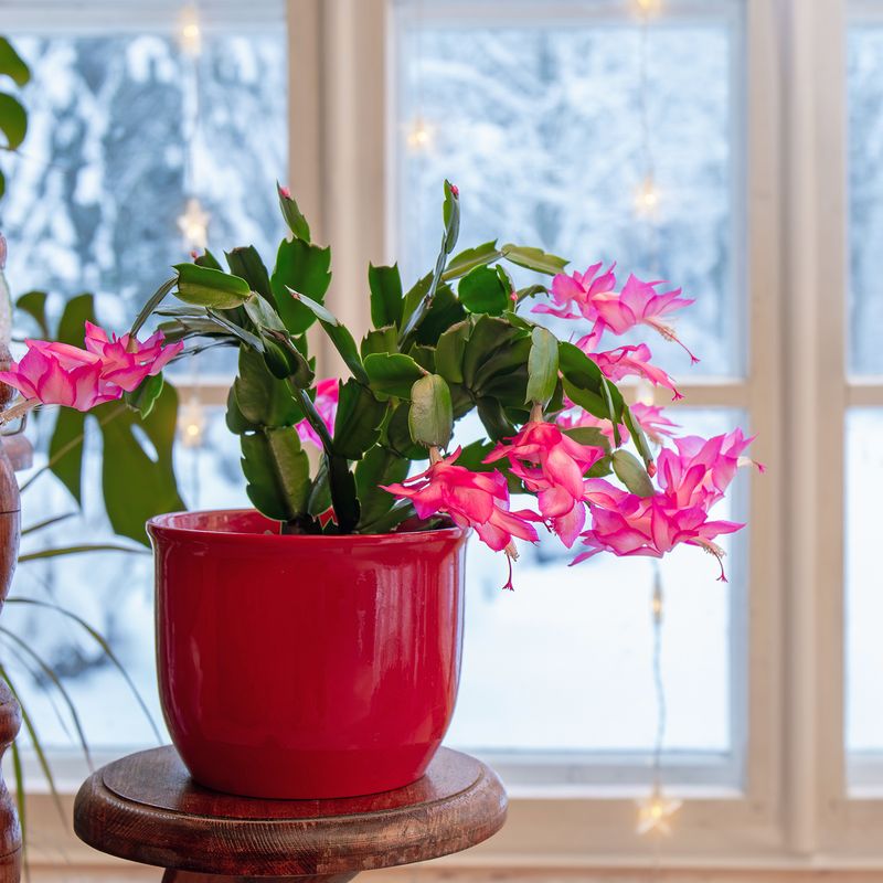 Easy Christmas Cactus Tips That Guarantee Blooms Before Holiday Guests Arrive - Decor Hint Keep Night Temperatures Cool for Bud Formation