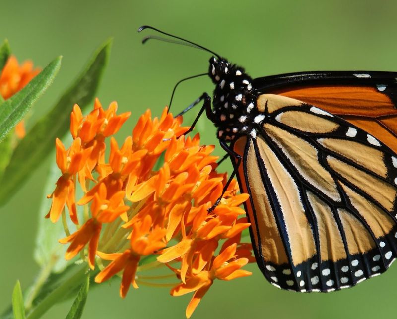 16 New Mexico Flowers That Thrive In The Desert Sun And Make Any Yard Look Luxurious - Decor Hint Butterfly Weed