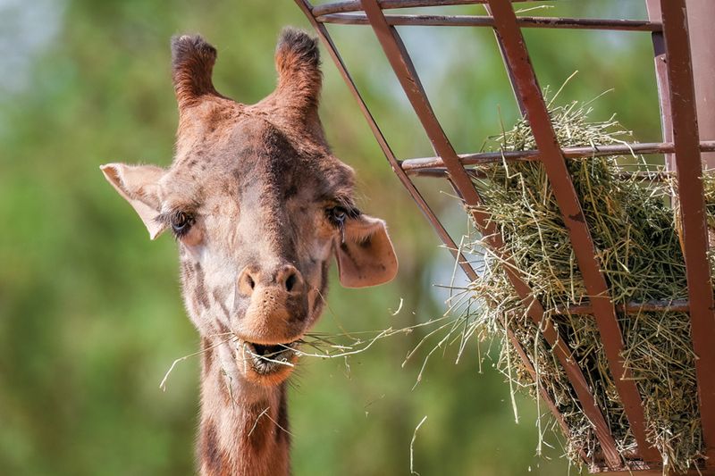 Visit the Phoenix Zoo